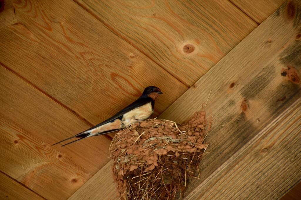 Villa Birds House Ровинь Экстерьер фото